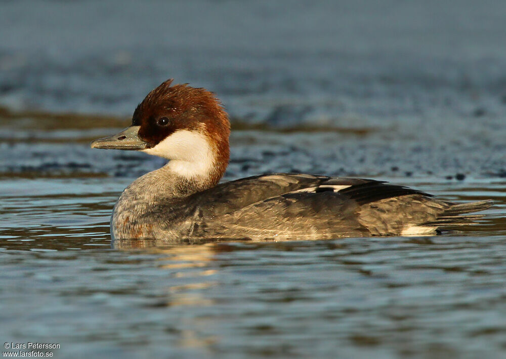 Smew