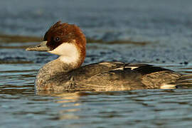 Smew