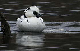 Smew