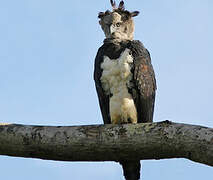 Harpy Eagle