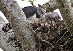 Harpy Eagle