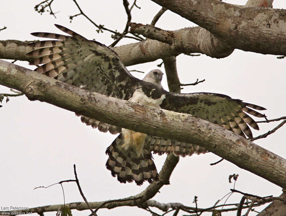 Harpy Eaglesubadult, habitat, aspect, pigmentation