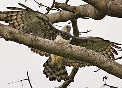 Harpy Eagle