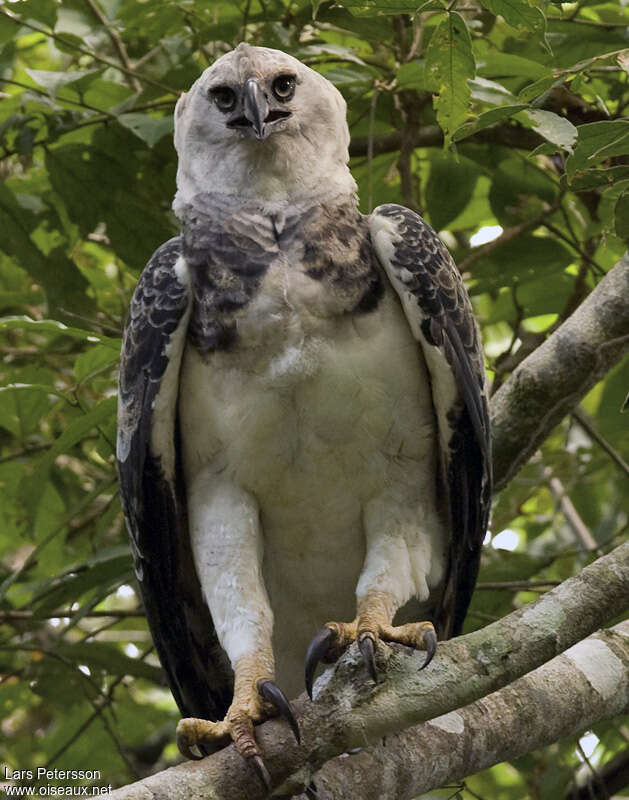 Harpy Eagleimmature, close-up portrait