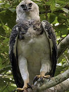 Harpy Eagle