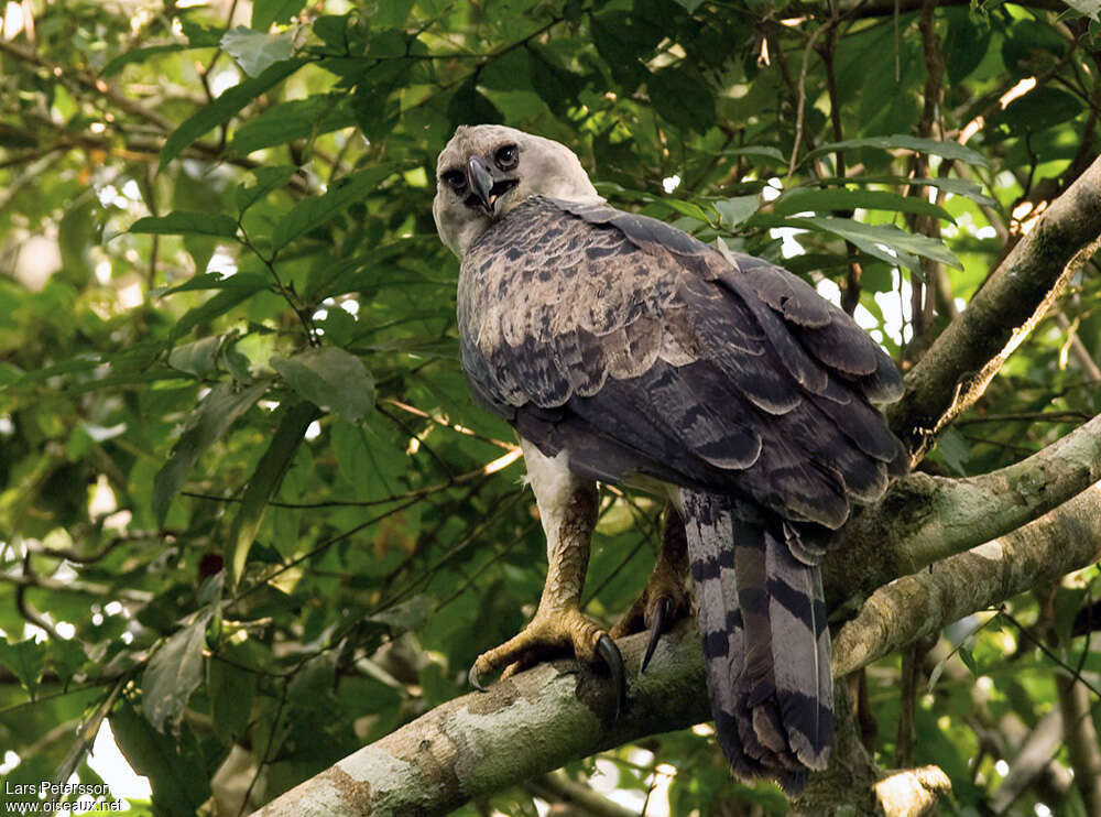 Harpie féroceimmature, identification