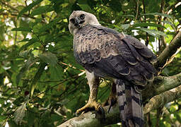 Harpy Eagle