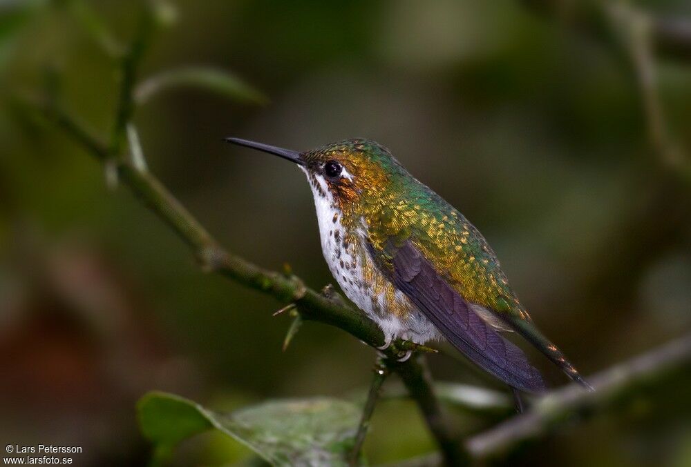 White-booted Racket-tail