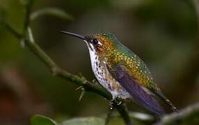 White-booted Racket-tail