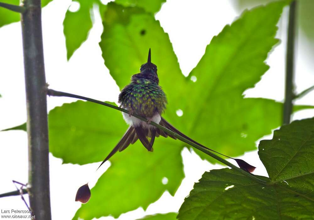 White-booted Racket-tailadult, habitat, courting display