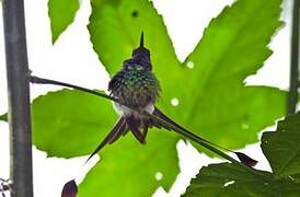 White-booted Racket-tail