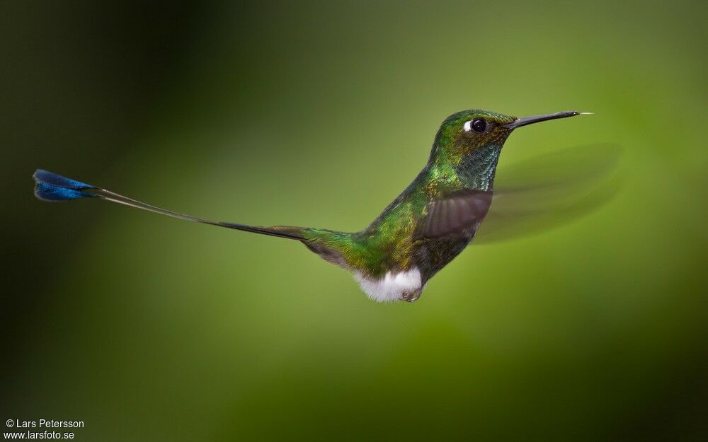 White-booted Racket-tail