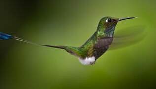 White-booted Racket-tail