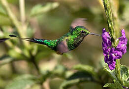 Rufous-booted Racket-tail