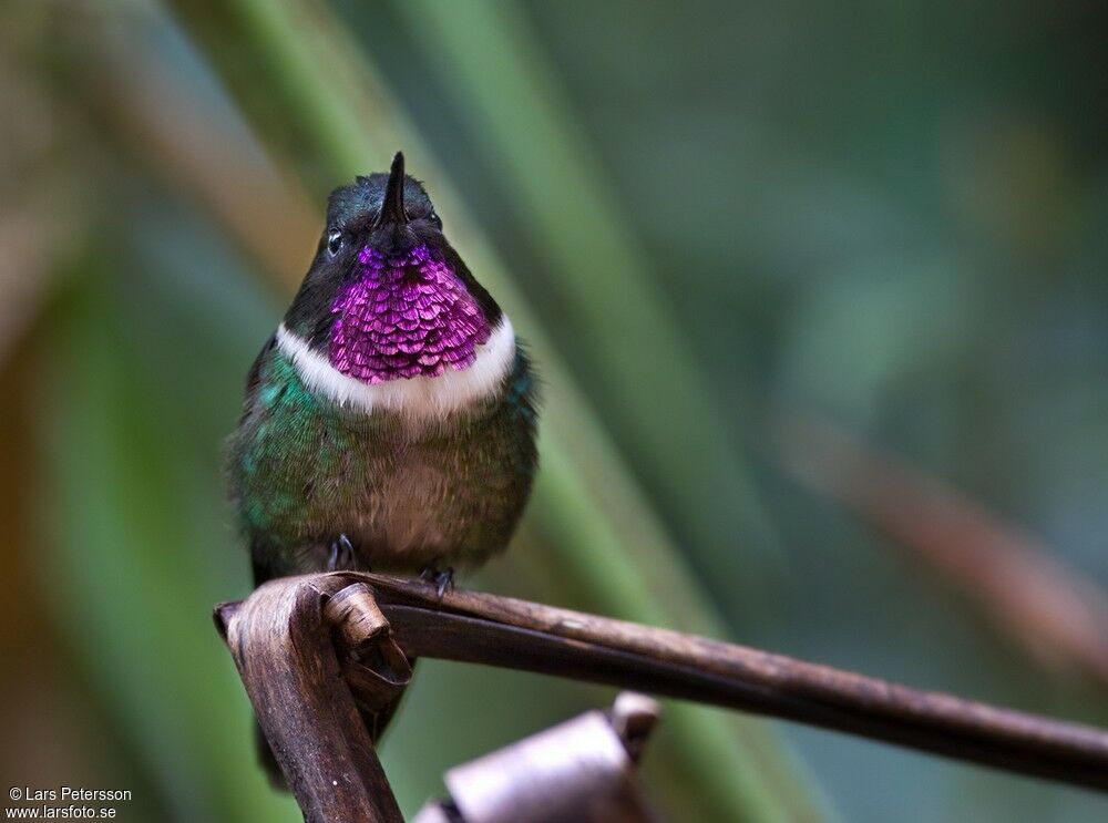 Amethyst-throated Sunangel