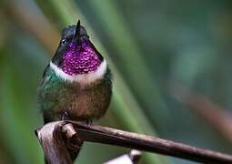 Amethyst-throated Sunangel