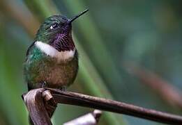 Amethyst-throated Sunangel