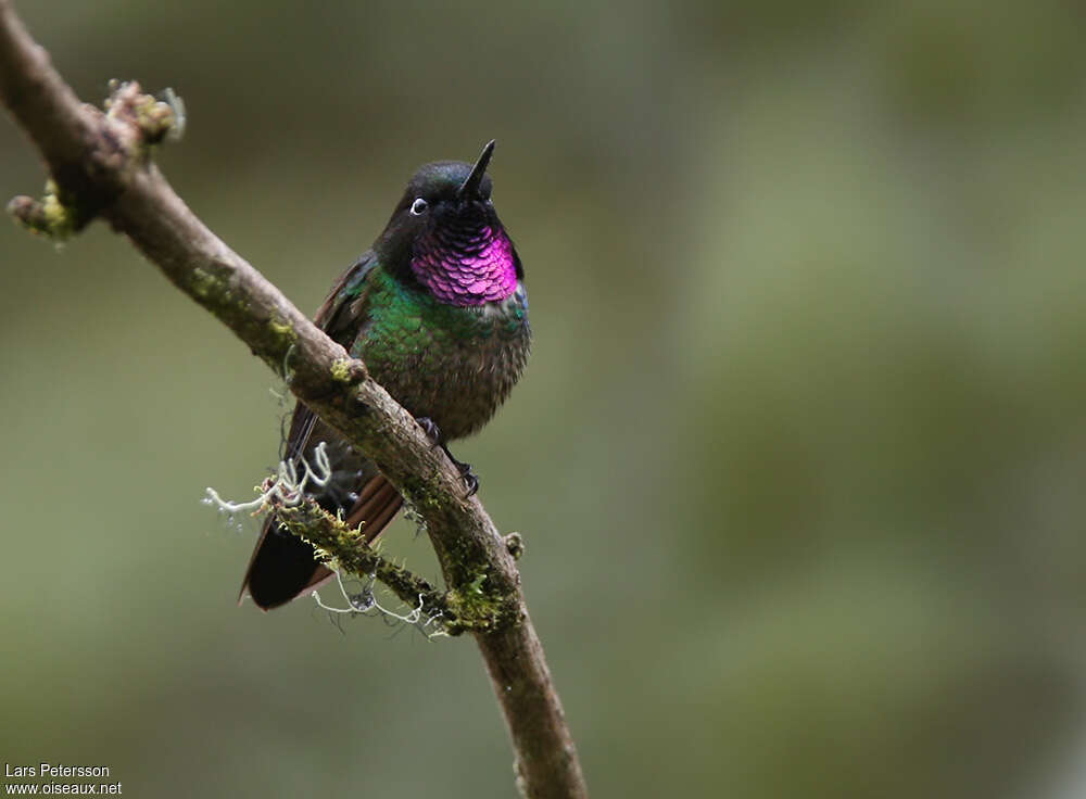 Longuemare's Sunangel male adult, identification