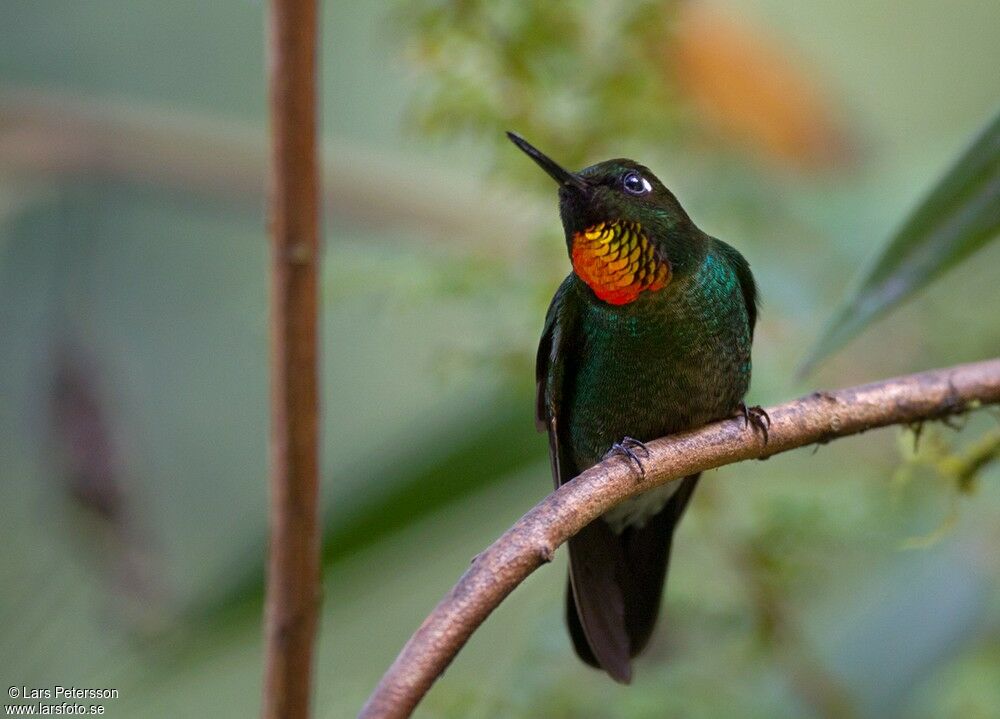 Flame-throated Sunangel