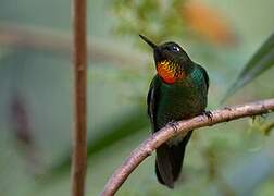 Flame-throated Sunangel