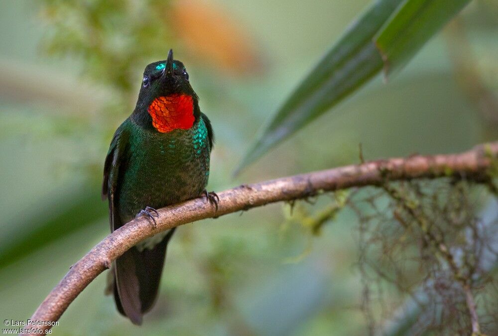 Flame-throated Sunangel