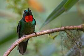 Flame-throated Sunangel