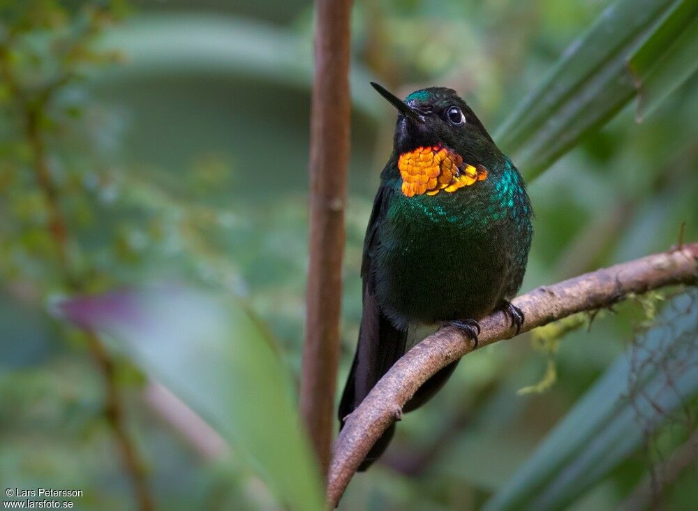 Flame-throated Sunangel