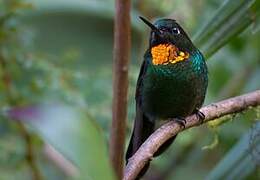 Flame-throated Sunangel