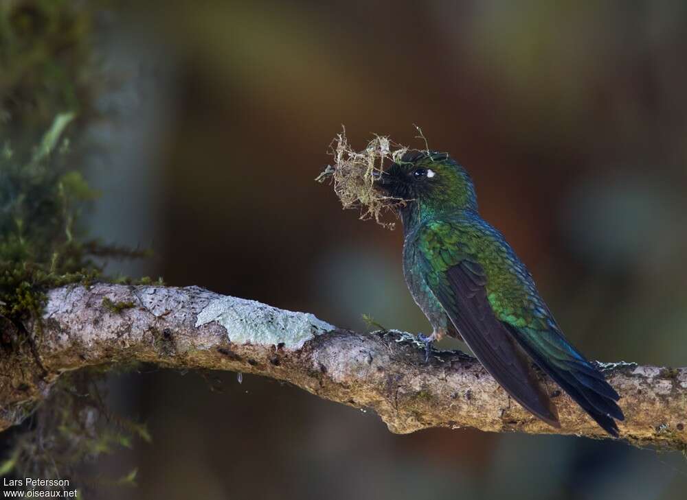 Purple-throated Sunangeladult, identification