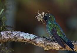 Purple-throated Sunangel