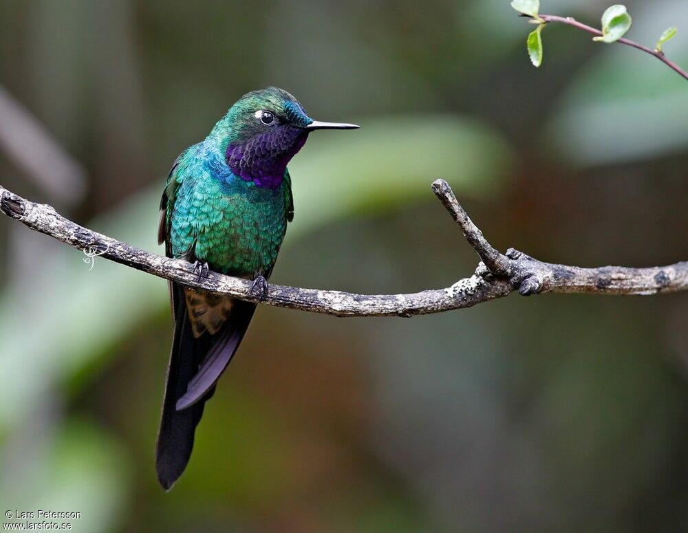 Purple-throated Sunangel