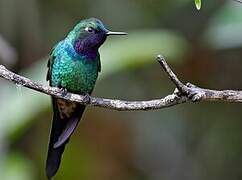 Purple-throated Sunangel