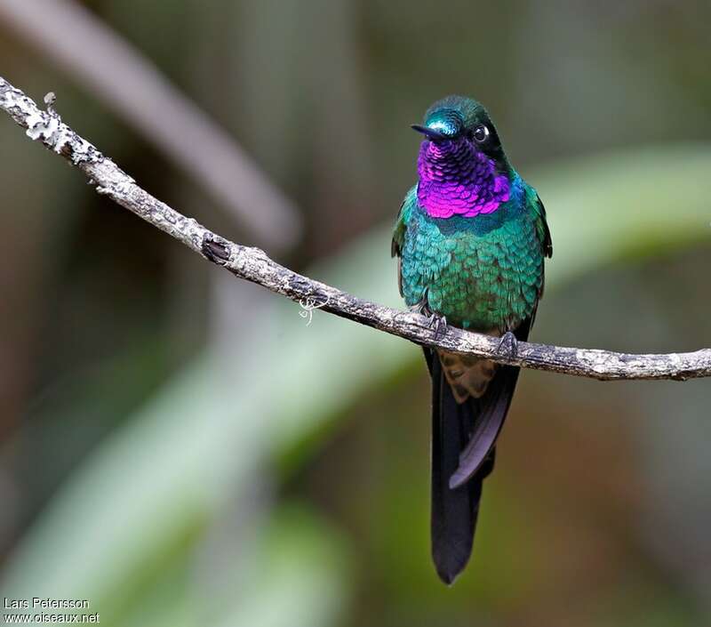 Purple-throated Sunangel male
