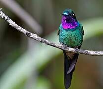 Purple-throated Sunangel