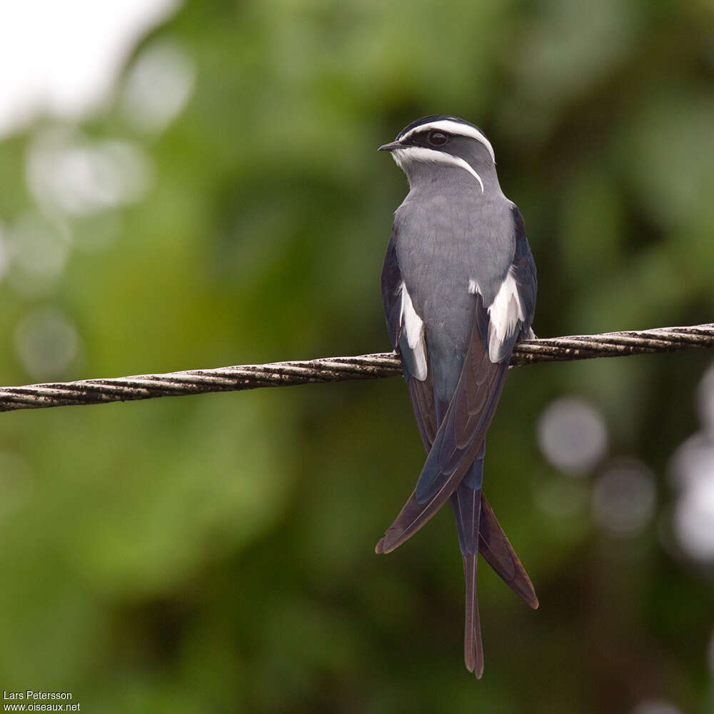 Moustached Treeswiftadult