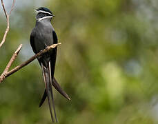 Moustached Treeswift