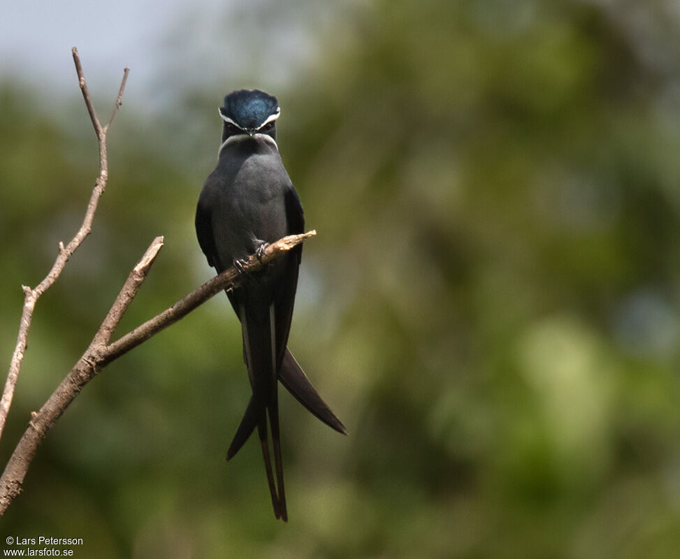 Moustached Treeswift