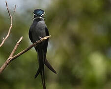 Moustached Treeswift