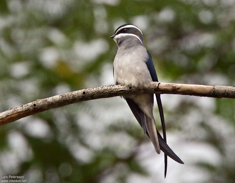 Moustached Treeswift male adult, identification