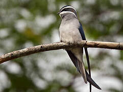 Moustached Treeswift