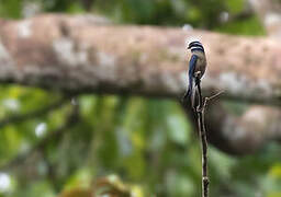 Whiskered Treeswift