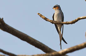 Crested Treeswift