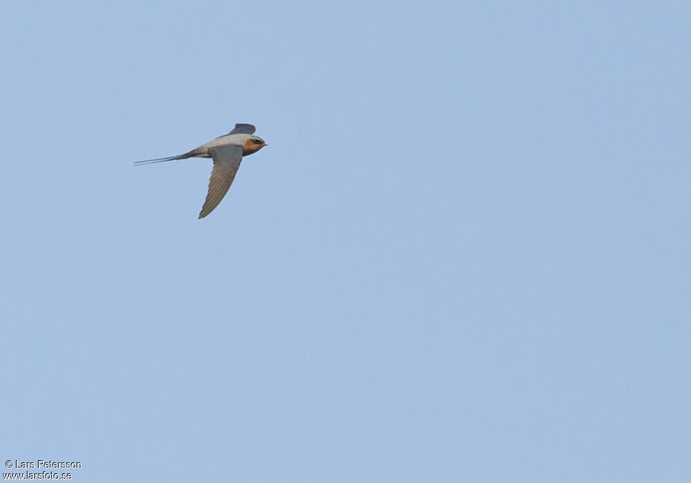 Crested Treeswift