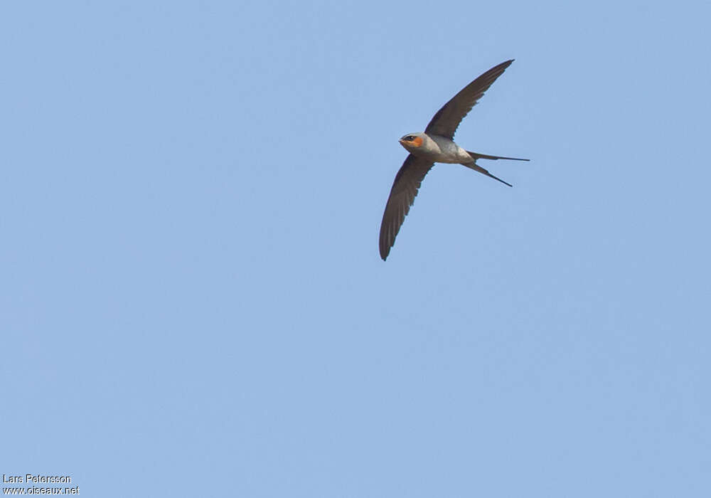 Crested Treeswift male adult, pigmentation, Flight