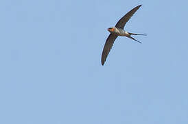 Crested Treeswift