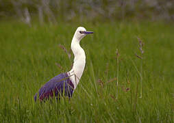 White-necked Heron