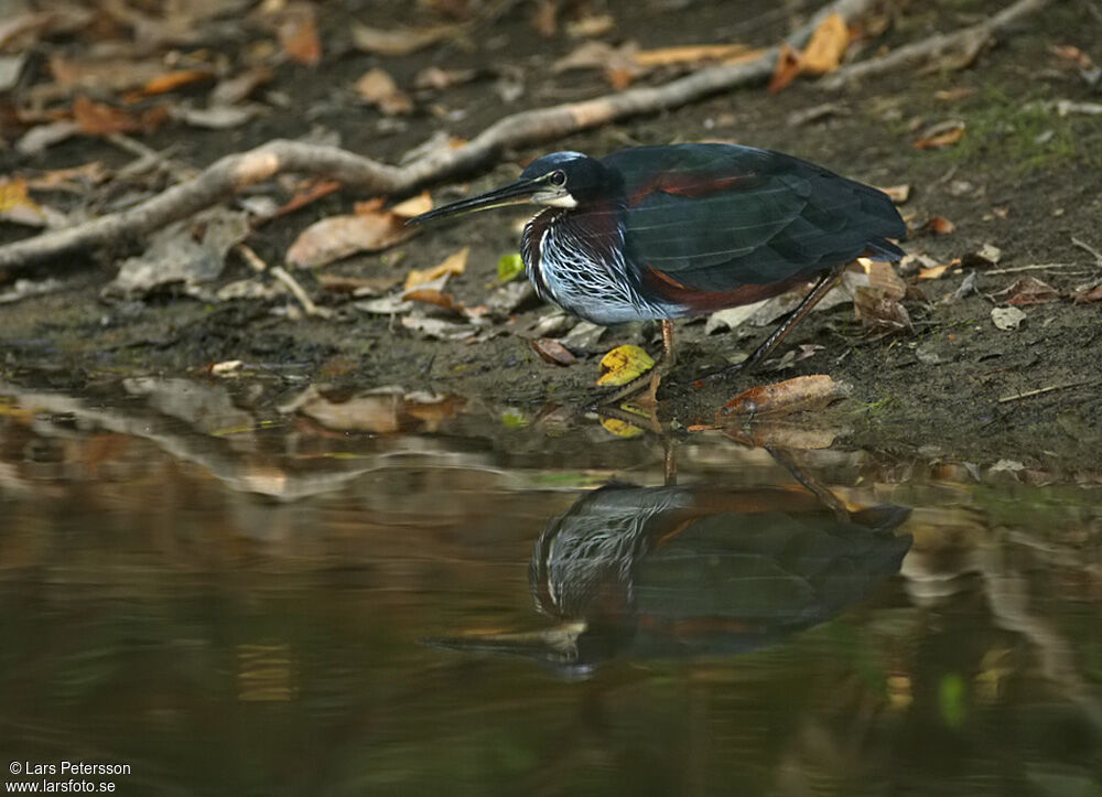 Agami Heron