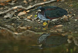 Agami Heron