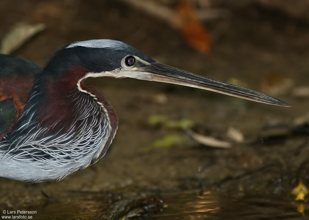 Agami Heron