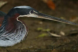 Agami Heron